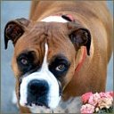 Аватара пользователя