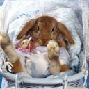 Аватара пользователя