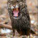 Аватара пользователя