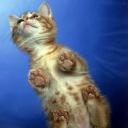 Аватара пользователя